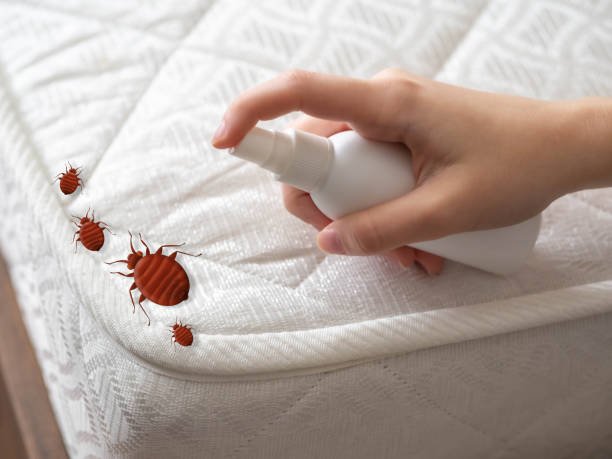 Best Affordable Pest Control Services  in Rshfield Hills, MA