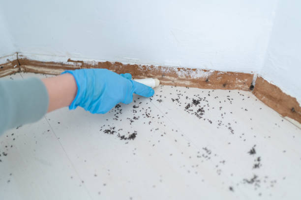 Best Termite Control Services  in Rshfield Hills, MA